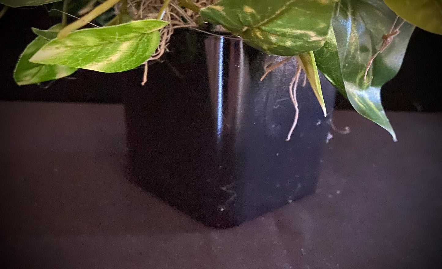 Nosegay  Tropical accent, 3" cube,  Artificial Arrangement, Bird of the paradise, Black  glass square