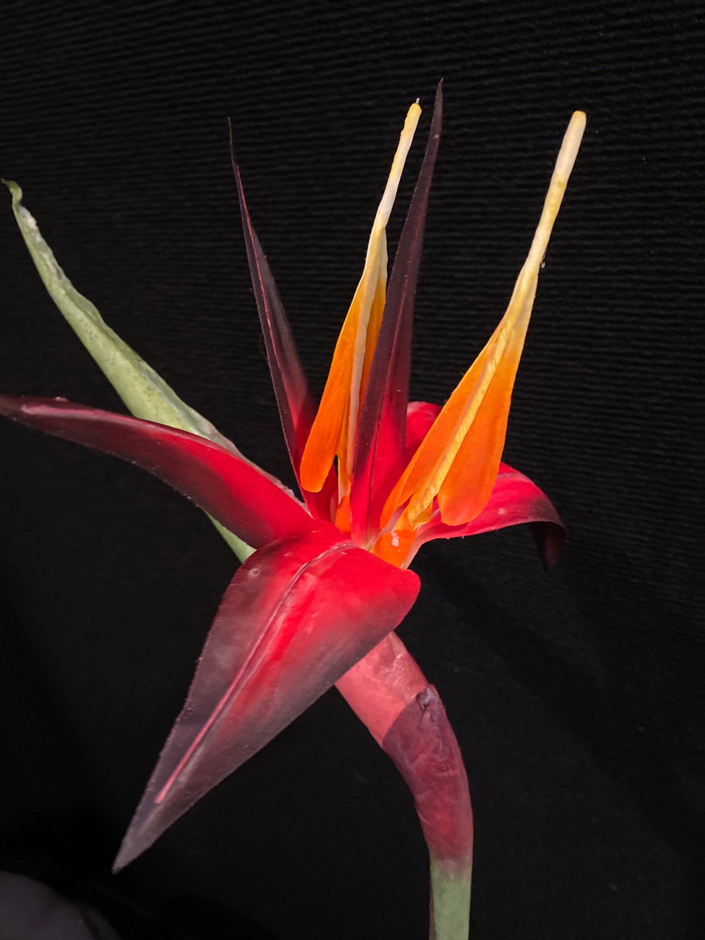 Tropical Floral Centerpiece, Bird of Paradise, Cymbidium Orchid